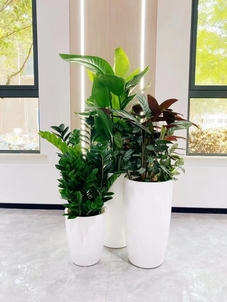 宁波盆景租摆好在哪家？看这找对不迷路！